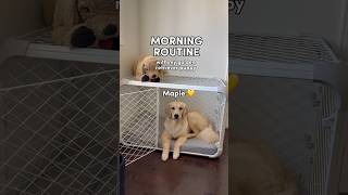 Morning Routine with my 9 month old puppy 🐶 #dogshorts #dogs #puppy #goldenretriever #puppies
