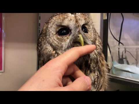 Verbreitung Glaucidium passerinum Kopie.png