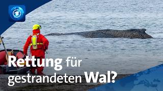 🌍 tagesschau24 Top-Thema, 24.03.2026 | Neuer Versuch: Wal-Rettung an der Ostsee