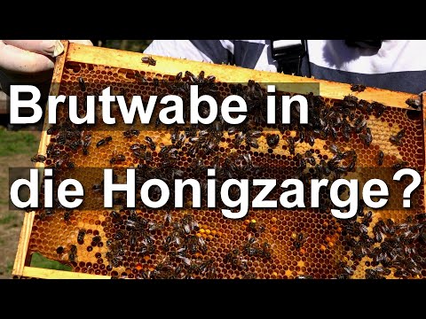 Frage & Antwort: Brutwabe in die neu aufgesetzte Honigzarge hängen?