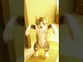 The Most Epic Dhol Dance Performance Bhangra Bhangra Groove Bhangra Jam Cat Dance Cat Dance Vide