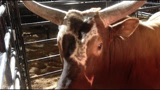 preview picture of video 'PBR Laughlin Day 2'