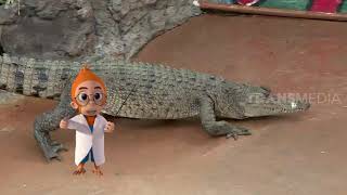 Download lagu BERKENALAN LEBIH DEKAT DENGAN BUAYA | SI OTAN (20/01/20) PART 1 mp3