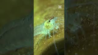 Download lagu Learn about the behavior of shrimp when eating pellets. mp3 Download lagu Learn about the behavior of shrimp when eating pellets. mp3
