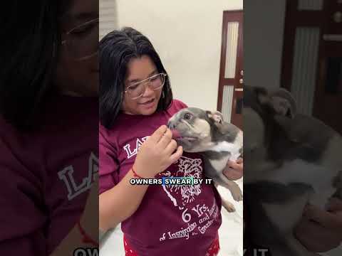 Yogurt and generic probiotics won't fix your dog's gut problem