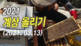 2021. 첫 계상작업, 사양액으로 키운 월동벌 계상 올려봅니다.(21.3.13)
