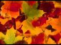 Autumn Leaves (instrumental) 