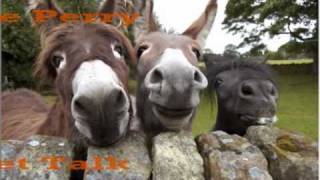 Steve Perry  'Strung Out' animals / Lyrics