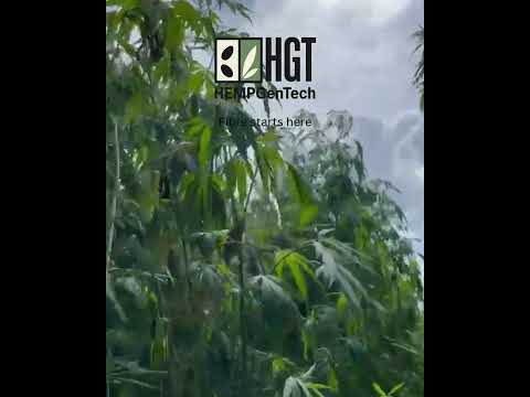 Конопляне волокно: успіх починається на полі, а не на заводі