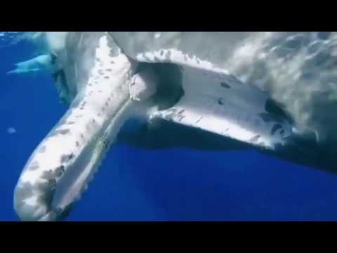 Sperm whale 'asks' a diver to be freed from a fishing hook