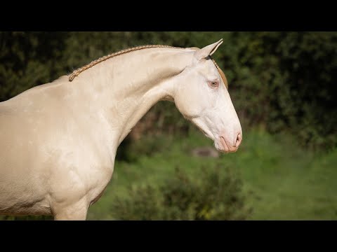 Horse for Sale | Piro free cremello mare with outstanding ridden behavior  (REF#463)