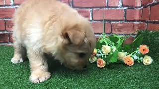 ハーフ犬の動画01