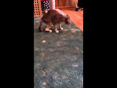 Faith. How A Cat with a Broken Back Walks - YouTube