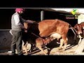 CHAMPION SAHIWAL COW MILKING 18 LTR PER DAY