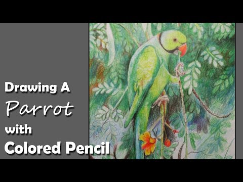 How to Draw A Parrot with Colored Pencil
