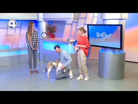 Ласка ищет дом | Проект «Котосемья»