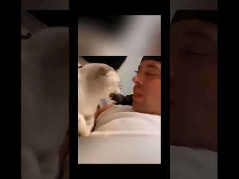 “When Your Cat Thinks She Owns the Place 😼✨” #cats #cute cats