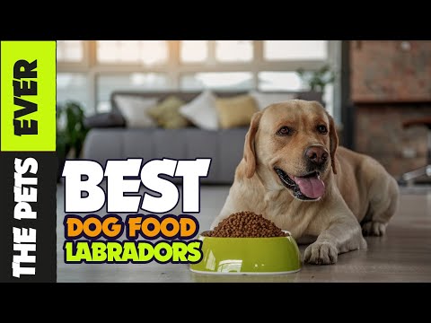 , title : 'The Best Dog Food for Labrador Retrievers for 2023'