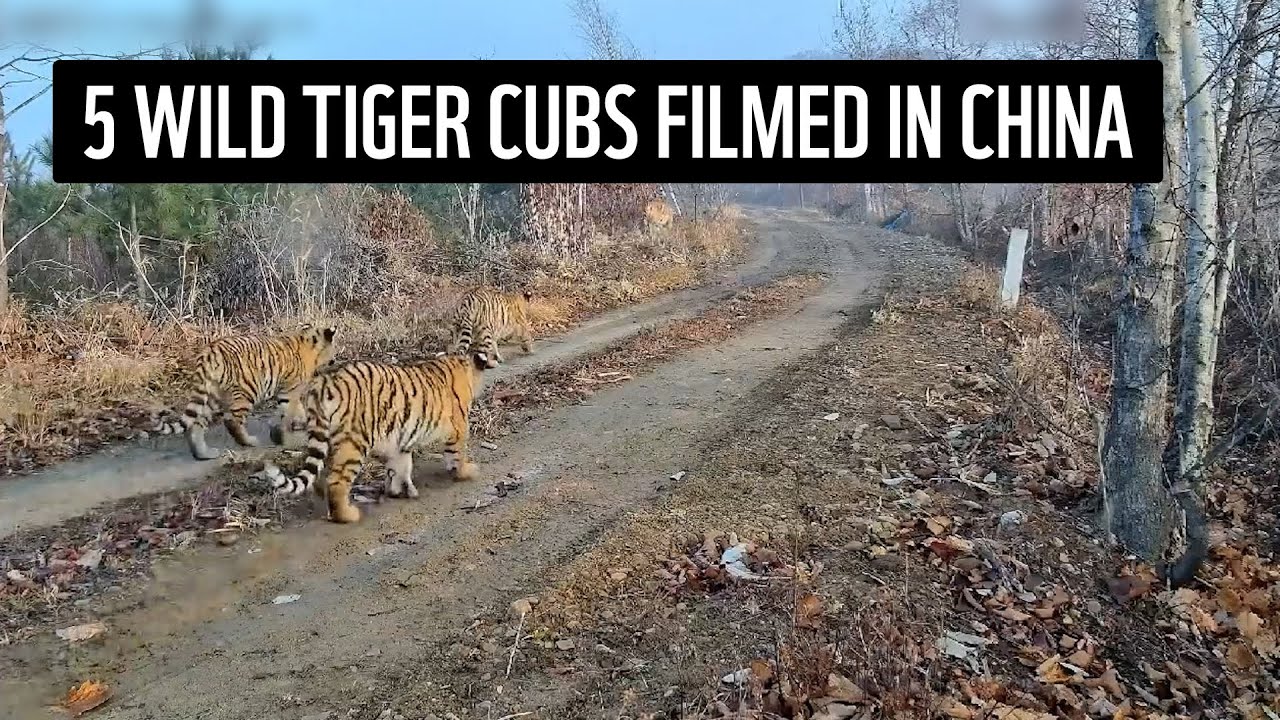 Record number of wild tiger cubs filmed in China