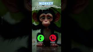 Download lagu Cute monkey calling ringtone 😯🤙 #ringtone #smartphone #music #ringtones #song #kittumittushorts mp3 Download lagu Cute monkey calling ringtone 😯🤙 #ringtone #smartphone #music #ringtones #song #kittumittushorts mp3