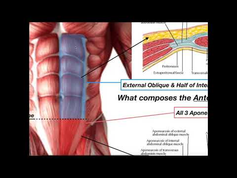 Anatomy of the Rectus Sheath