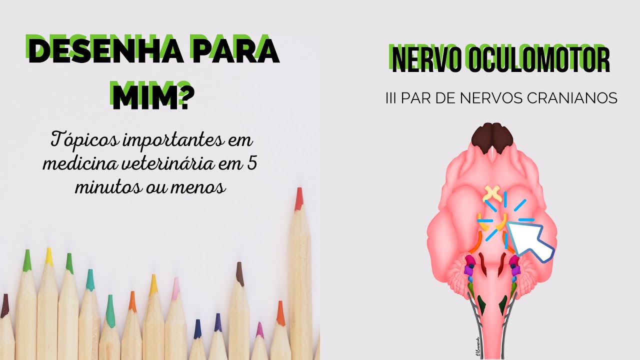 Desenha para mim - Nervo oculomotor