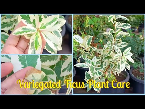 , title : 'Indoor Plant Variegated Ficus Safari Plant Care, कैसे ग्रो करें। Best Ornamental Plant.'