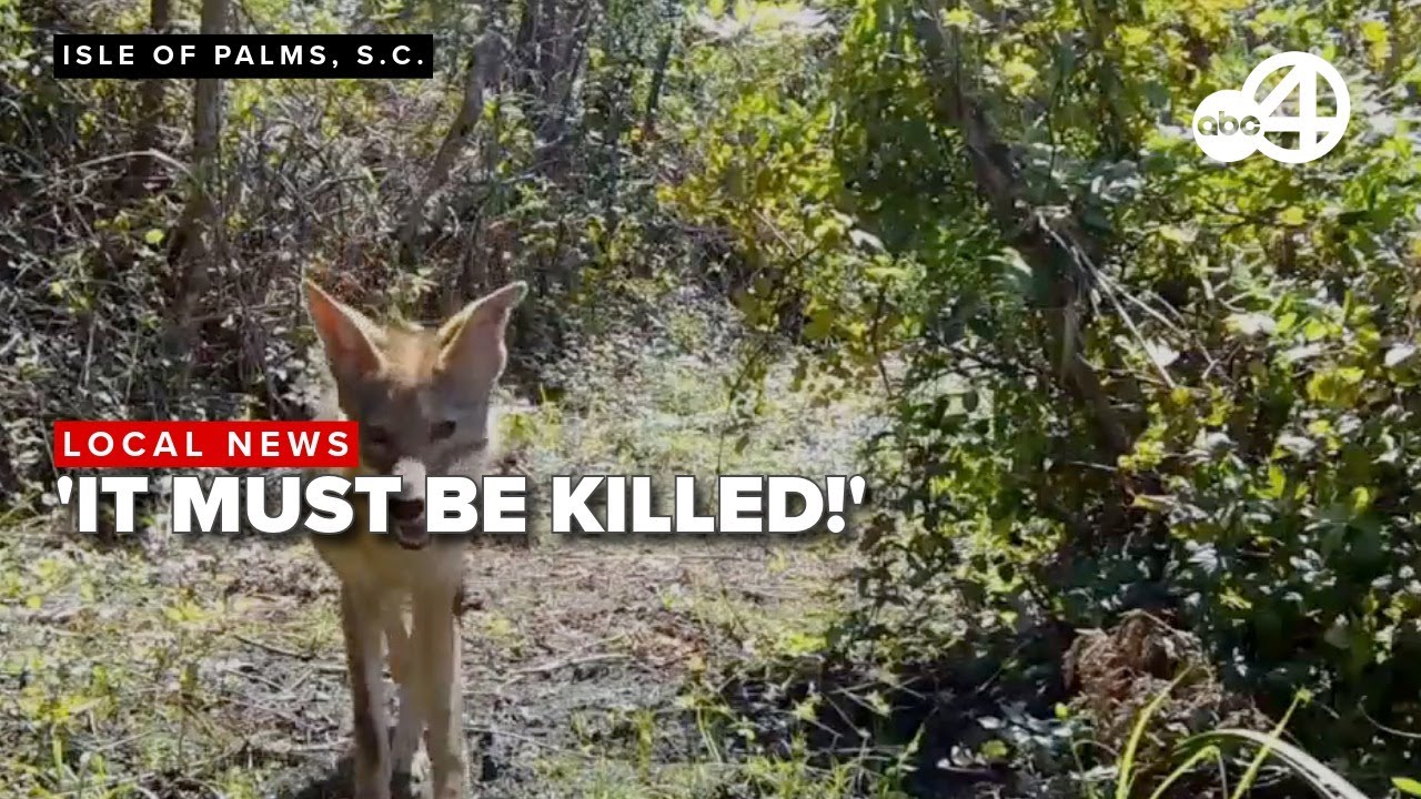 Trapping season begins as police report Coyotes snatching dogs from yards