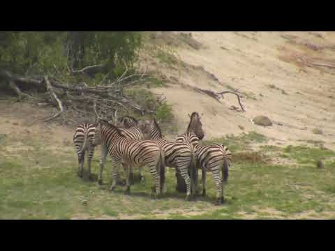 Djuma: Zebras - 01/01/19