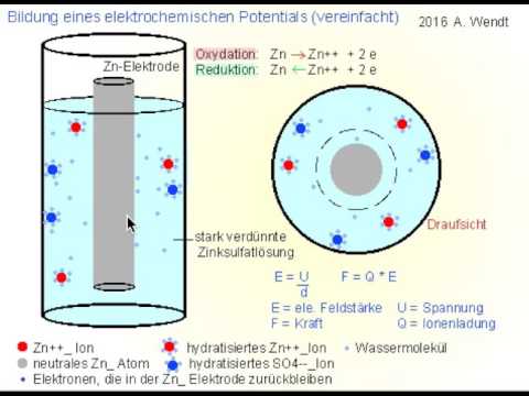 Bildung eines elektrochemischen Potentials (vereinfacht)