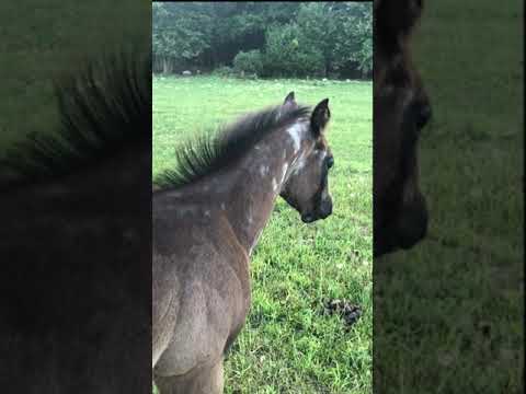 Alvins 2023 foal crop