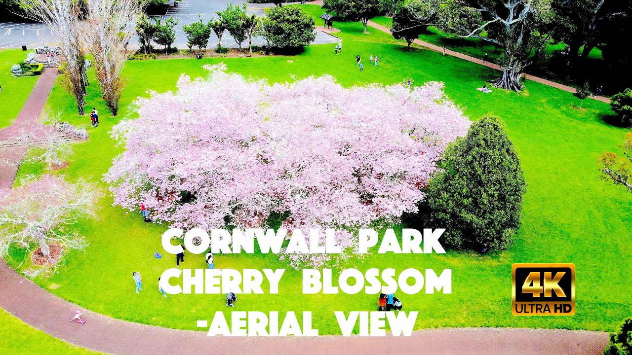 Experience Cornwall Park at its prettiest—cherry blossoms in full bloom during Auckland’s springtime