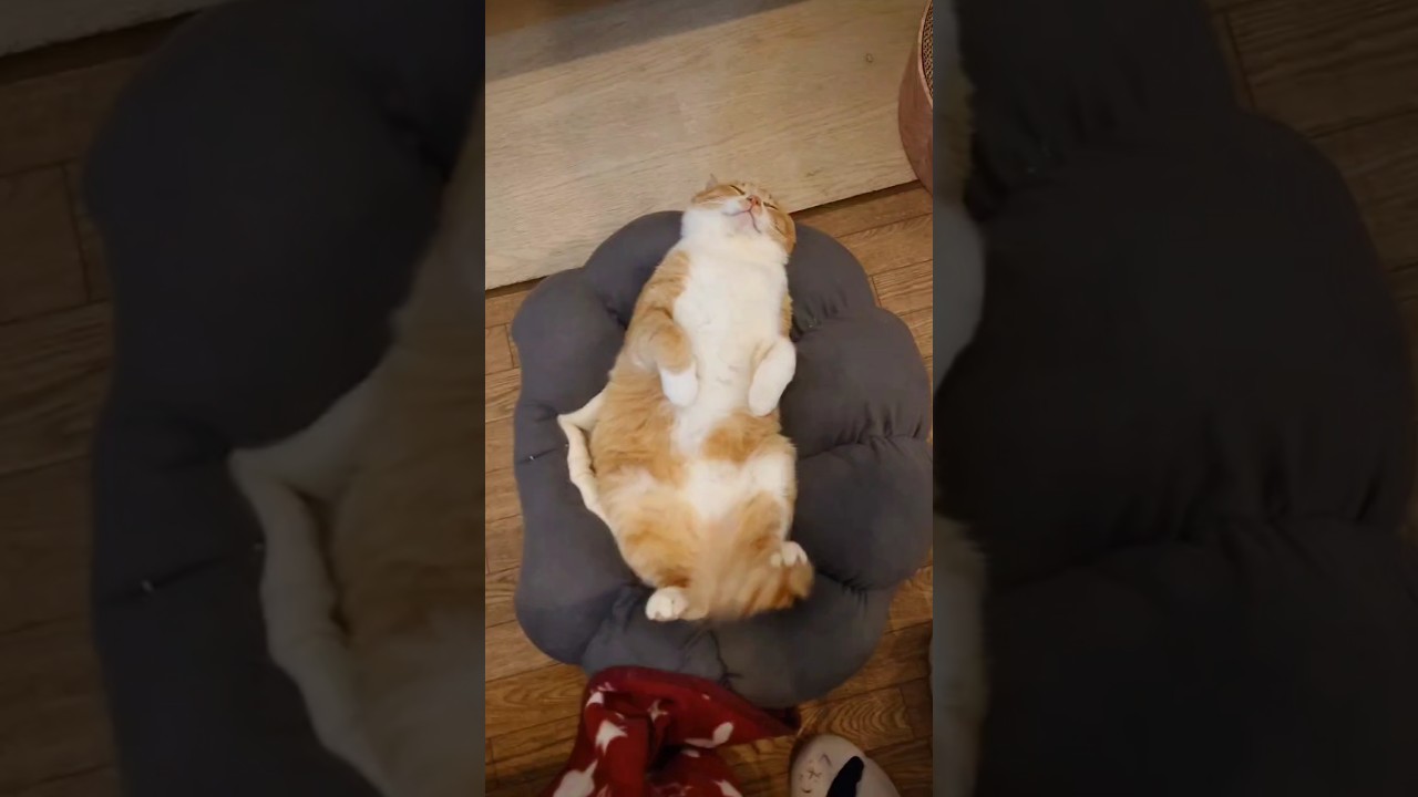 お昼寝の邪魔をしないでね〈つなぐちゃーちゃん〉