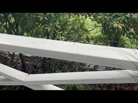 Front Porch Controlled by Ants in Point...