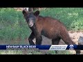 Undernourished Black Bear Finds New Home At Wildlife Park