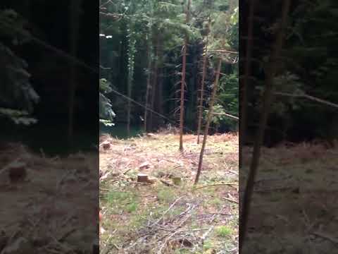 Hängende Tanne fällen mit Seilwinde   (überziehen)