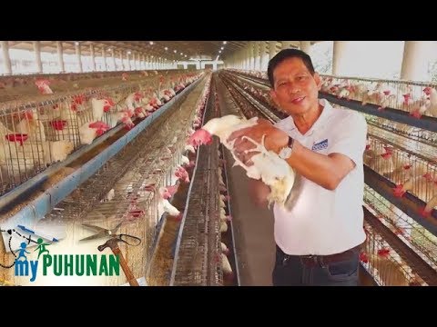 , title : 'Egg farmer Leo Aldueza talks about how he started his poultry farm | My Puhunan'