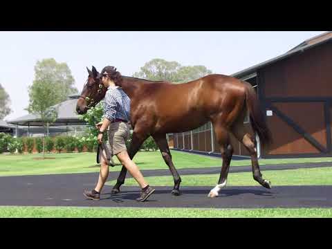 Magic Millions 2020 LOT 260 Maurice x Eagle Magic