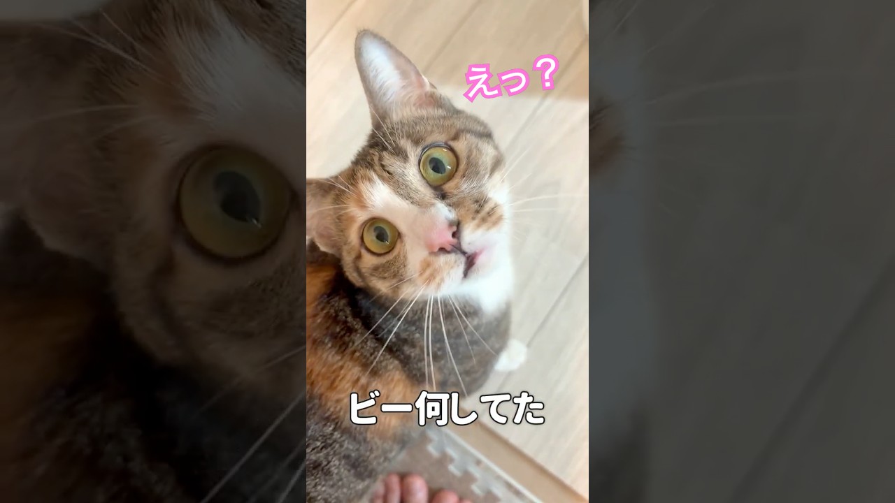 めっちゃ言い訳する猫とイカ耳猫 #アフレコ #三毛猫