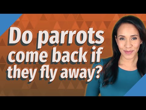 Do parrots come back if they fly away?