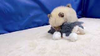 ハーフ犬の動画01