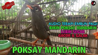 Download lagu POKSAY MANDARIN GACOR LUAR BIASA GAYA EDAN! mp3 Download lagu POKSAY MANDARIN GACOR LUAR BIASA GAYA EDAN! mp3