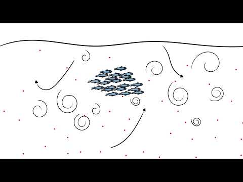Vídeo: Bioturbulencia