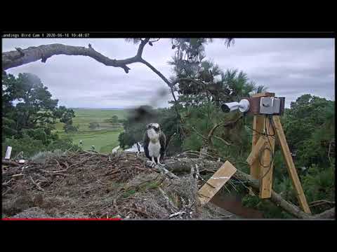 Savannah Osprey Cam ~ Both Fledged on June 16, 2020!