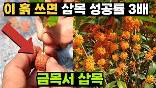 최악 난이도 금목서, 삽목 성공률 3배 높이는 '이 흙'의 비밀'