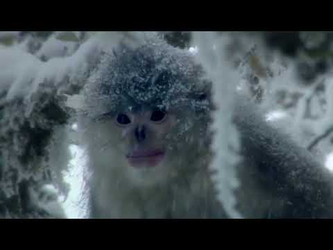 ¡No te lo puedes perder! Documentales de la BBC presenta: Los animales de la nieve