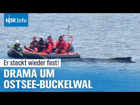 Video Thumbnail: Erneutes Drama! Ostsee-Buckelwal kämpft weiter ums Überleben | NDR Info