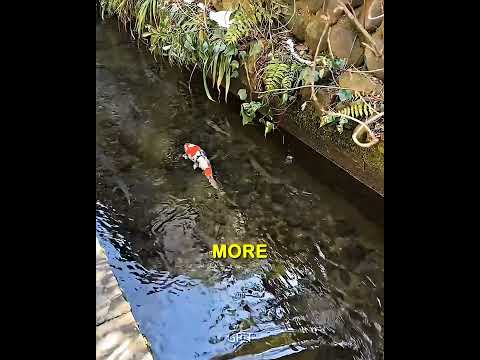 He Put Fish In A Drain For THIS Reason 😳