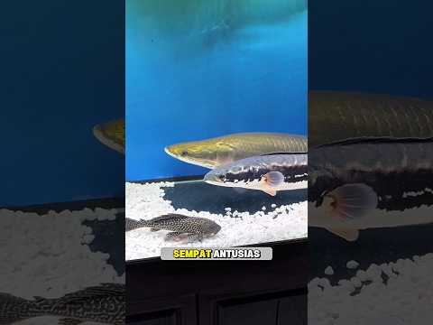 REAKSI DUA SPESIES IKAN PREDATOR LAPAR DI LUAR DUGAAN #ikanpredator #arapaima #shorts #toman