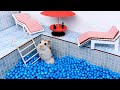 Luxury Pool maze for cute Hamster - area for pets in real life